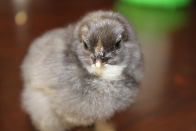 26245_cradle_chix_002.jpg