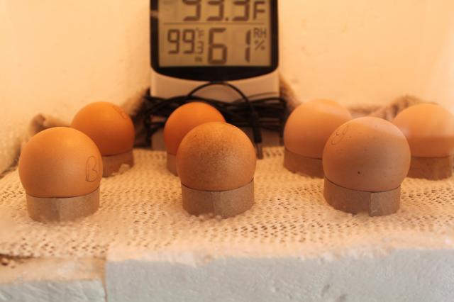 26245_egg_crates_043.jpg