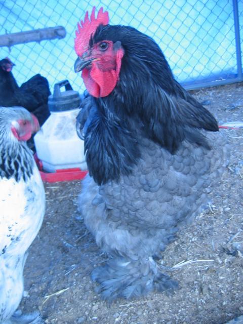 26245_snow_coop_004.jpg