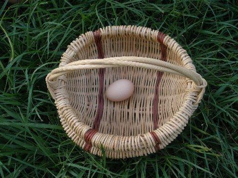 26246_garden_and_first_egg_012.jpg