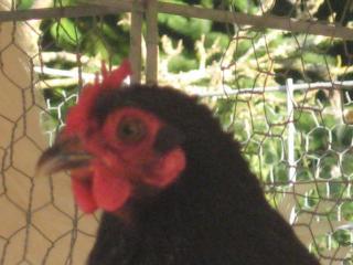 26248_img_2177.jpg