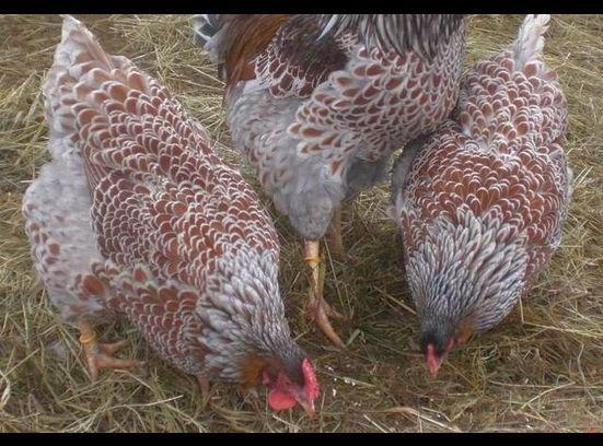 26269_blrw_3_splash_hens_grazing.jpg