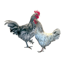 26269_blue_splash_marans_pair_meyer.gif