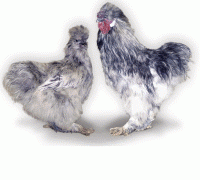 26269_blue_splash_silkies.gif