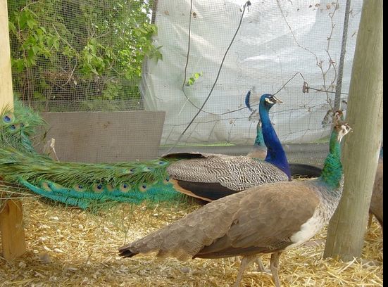 26269_marys_peacocks_green_and_india_blue.jpg