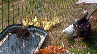 26269_muskovy_ducklings_with_mom_on_aug_14_10_days_old.jpg