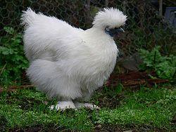 26269_white_silkie.jpg