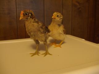 26298_chicks2010a_002.jpg