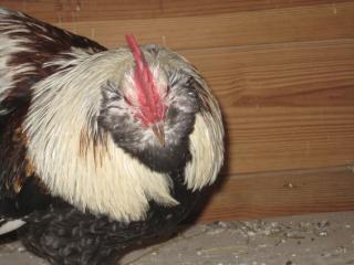 26314_picture_037.jpg