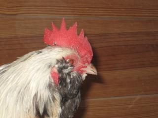 26314_picture_041.jpg