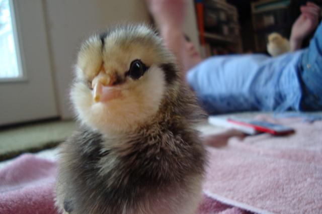 26319_ee_chick.jpg