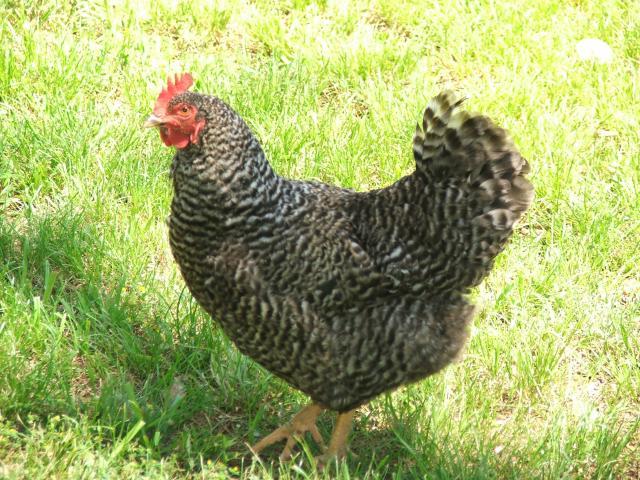 26354_chicken_pics_welbars_blrw_cuckoo_marans_dominiques_057.jpg