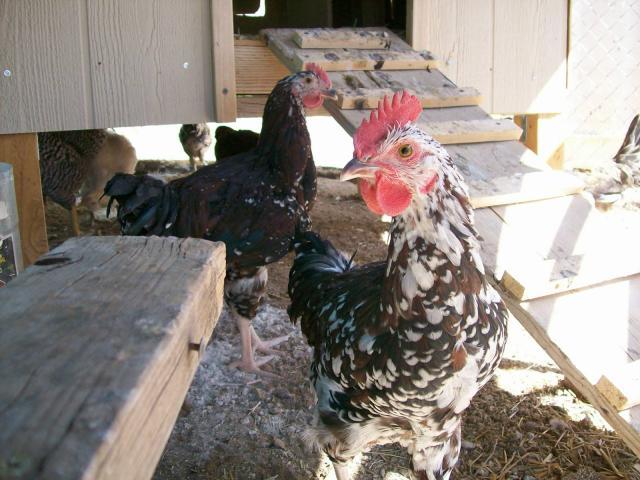 26359_two_roosters.jpg