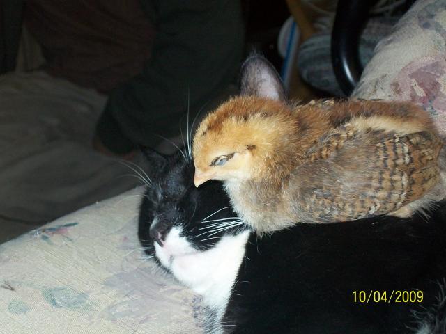 26427_picture_234.jpg