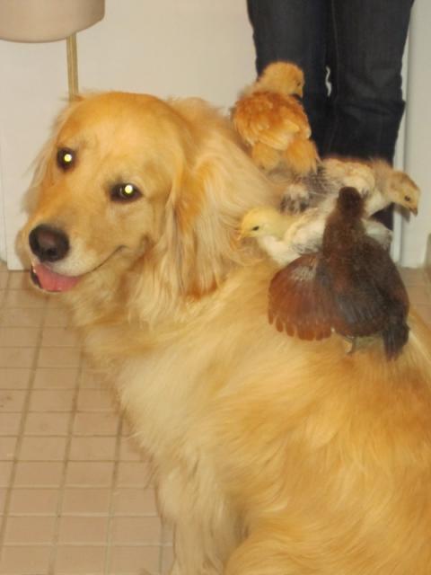 26444_chloe_all_four_on_back.jpg