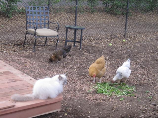 26444_dizzy_and_chickens.jpg