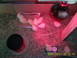 26451_marchapril_2009_les_poussins_sont_arrives_le_8_avril_2009_009.jpg
