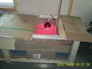 26451_marchapril_2009_les_poussins_sont_arrives_le_8_avril_2009_012.jpg