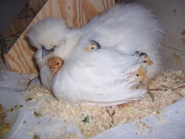 26453_buffy_chicks.jpg