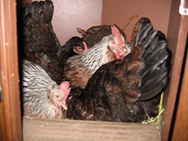 26477_4broodyhens.jpg