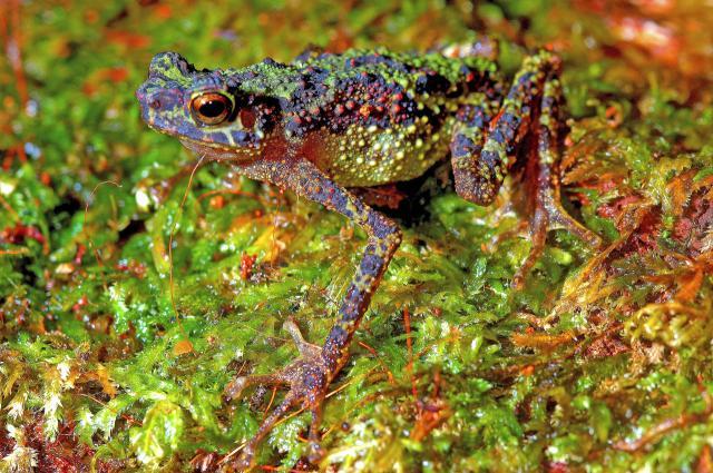 26477_borneo_rainbow_toad.jpg