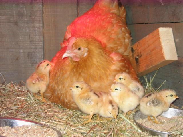 26477_buff_and_chicks.jpg