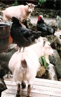 26477_chicken_riding_goat.jpg