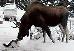 26477_copy_of_copy_of_moose_and_fluffy_small.jpg