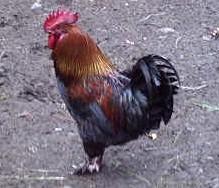 26477_ed_the_roo.jpg
