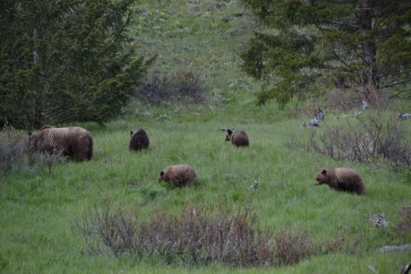 26477_grizz4cubs.jpg