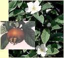 26477_medlar_tree_and_fruit.jpg