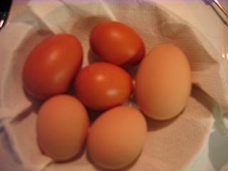 26477_my_first_eggs.jpg