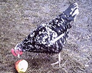 26477_strange_hen.jpg