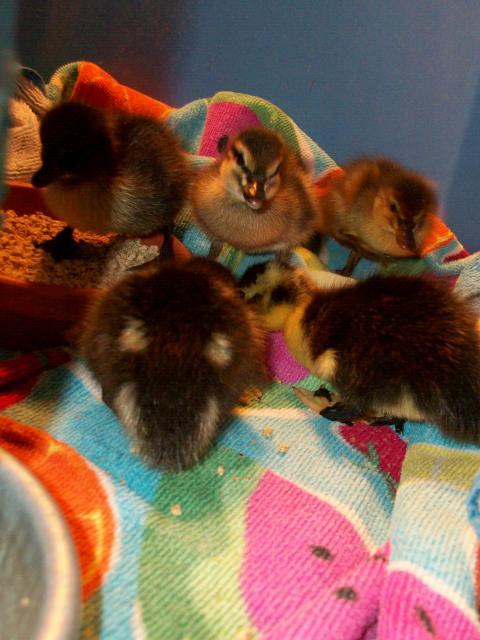 26516_01babyducks_summer_024.jpg