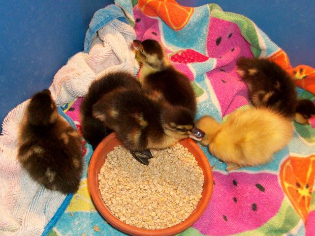 26516_01babyducks_summer_027.jpg