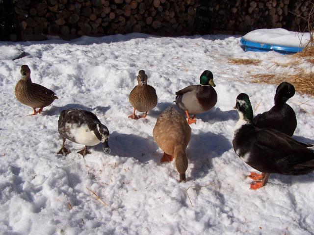 26516_christmas_2010_and_bridget_artwork_098.jpg