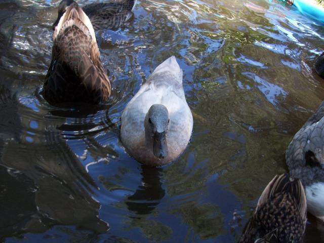 26516_ducks_008.jpg