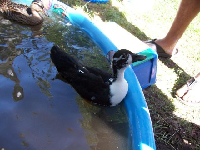26516_ducks_011.jpg