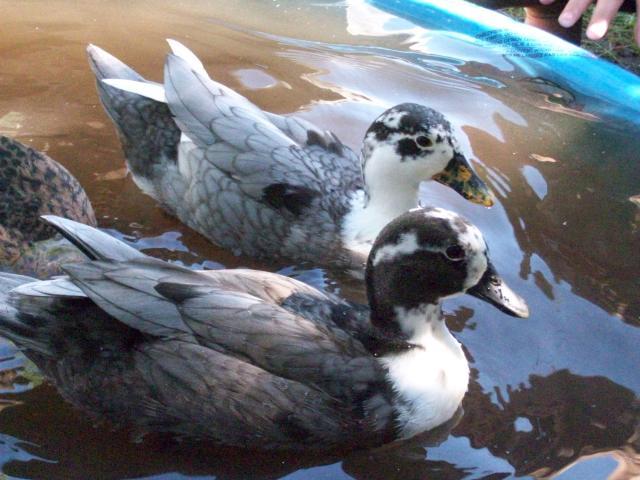 26516_ducks_013.jpg