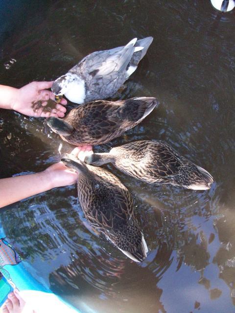 26516_ducks_029.jpg