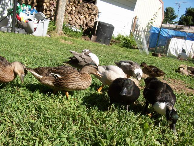 26516_ducks_039.jpg