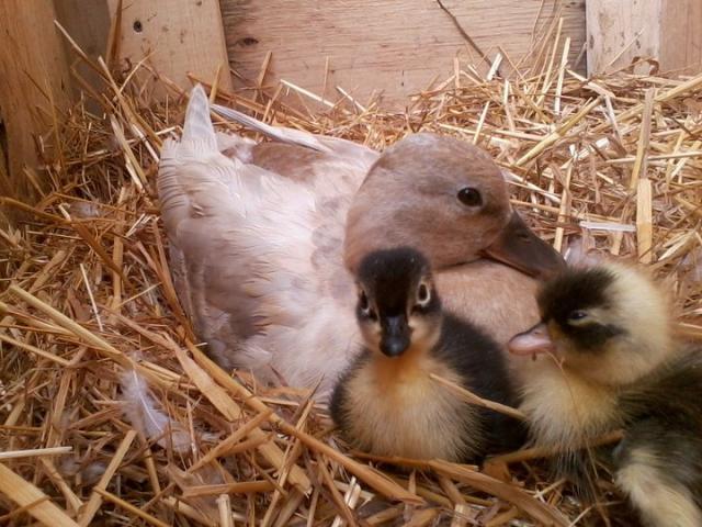 26516_taffy_and_babies.jpg