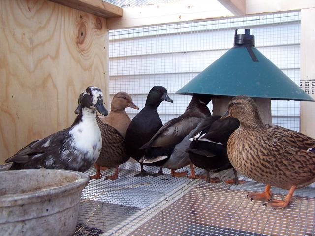 26516_thanksgiving_2010_duck_house_016.jpg