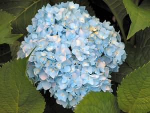 26533_hydrangea_macrophylla-var-macrophylla_mophead_p01_med.jpg