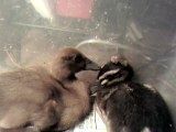 26551_ducklings.jpg