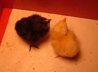 26580_chicks_006.jpg