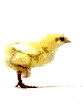 26580_run_chick.gif