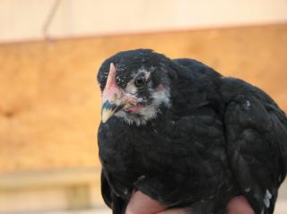 26581_chicken_028.jpg