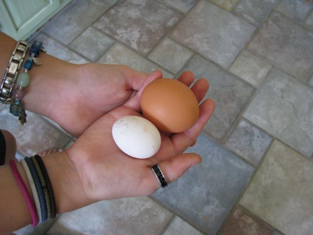 26599_first_egg_3.jpg