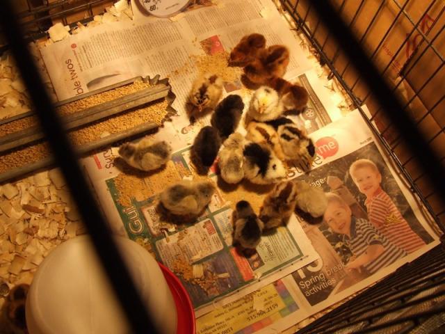 26624_copy_of_dscf3789.jpg